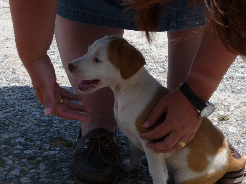 P1000515.JPG -   Am Parkplatz vom Milopotamos Beach findet Regina einen jungen Hund  