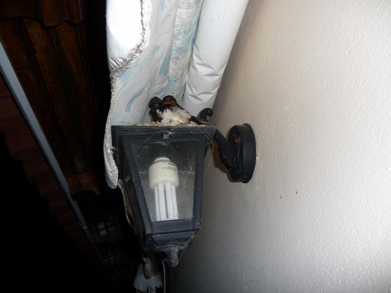 P1000576.JPG -   Auf unserem Balkon in Finikounda hatten wir auf der einen Lampe ein Schwalbennest und auf der anderen hier hat Schwalbenpapi sein Nachtlager. Deshalb durften wir kein Licht machen. Der Blitz beim Photographieren hat ihn schon nervs gemacht...  