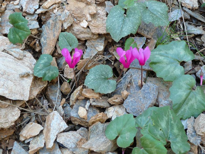 P1000420.JPG -   Regina ist begeistert von den wilden Alpenveilchen  