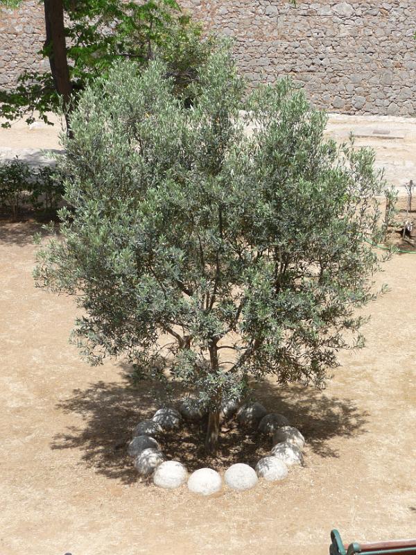 P1000986.JPG -   Oben auf der Burg (Palamidi): Der Olivenbaum ist mit Kanonenkugeln eingefasst  