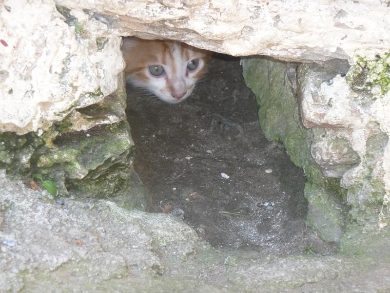 P1010796.JPG -   Mistras, Pantanassa: Ein Katzennest im Abfluss  