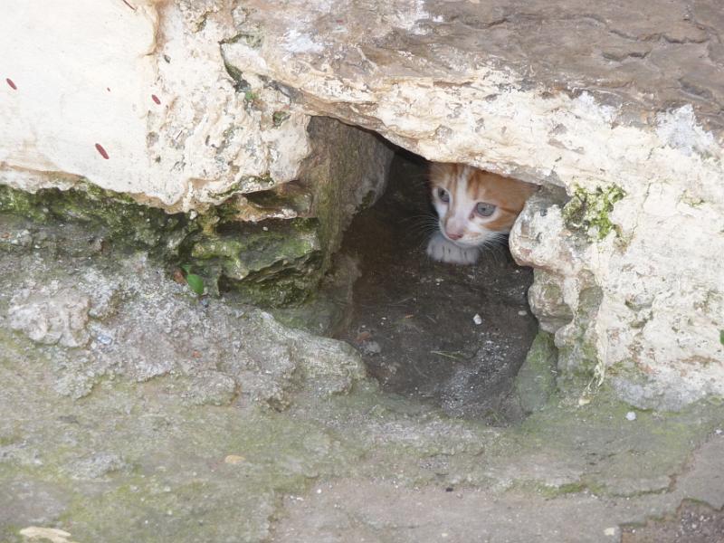 P1010798.JPG -   Mistras, Pantanassa: Ein Katzennest im Abfluss  